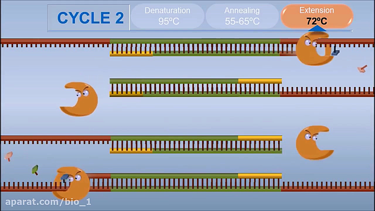 تئوری و اساس تکنیک PCR - Polymerase Chain Reaction پیلینگ