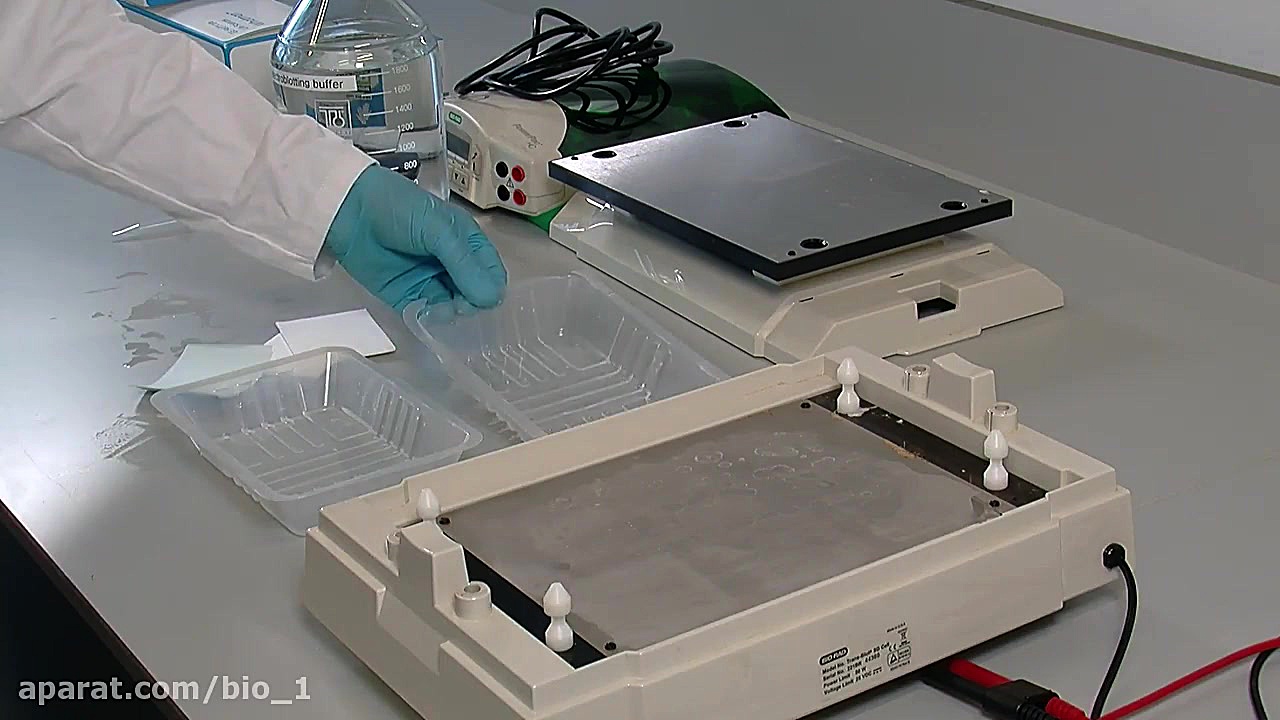 روش بلاتینگ نیمه خشک (سمی درای) | Semi-dry blotting In Situ Hybridization