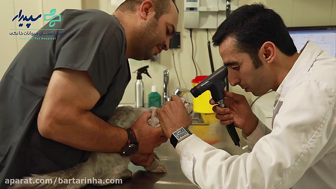 برترین ها - بیمارستان دامپزشکی سپیدار سعادت آباد کلینیک مو