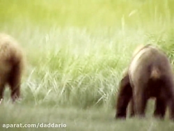 نبرد خرس ماده با خرس نر برای د...