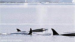 نهنگ های قاتل و حمله به نهنگ ب...