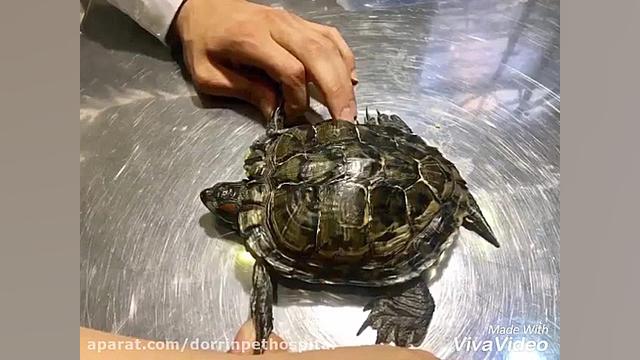 معاینه لاک پشت گوش قرمز در بیمارستان دامپزشکی درین تزریق چربی