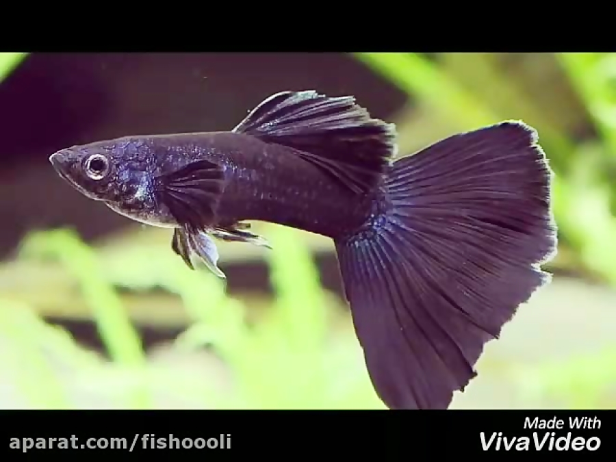 guppy fish breeding video