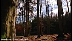 تاثیر محیط اطراف مثبت و منفی ب...