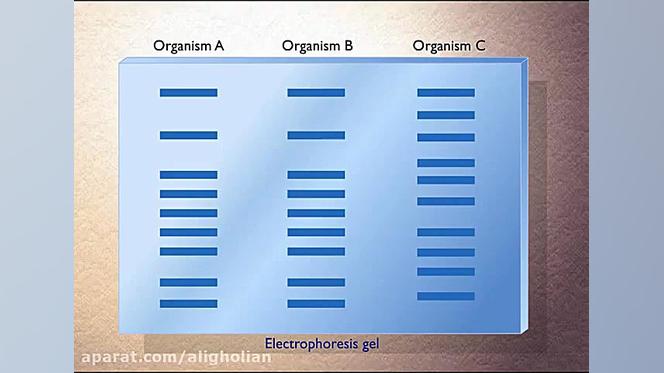 ساترن، روش تشخیص و جدا سازی DNA مورد نظر روی ژل Northern Blot