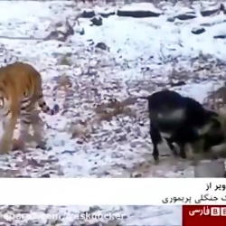 دوستی بز و ببر !