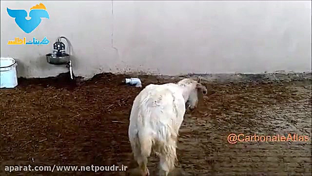 بیماری سرگیجه گوسفندی و علائم این بیماری دندانپزشکی کودکان