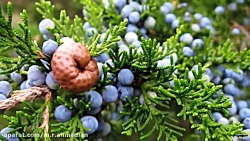 مسافر ( بخش دوم ) محمدرضا احمد...