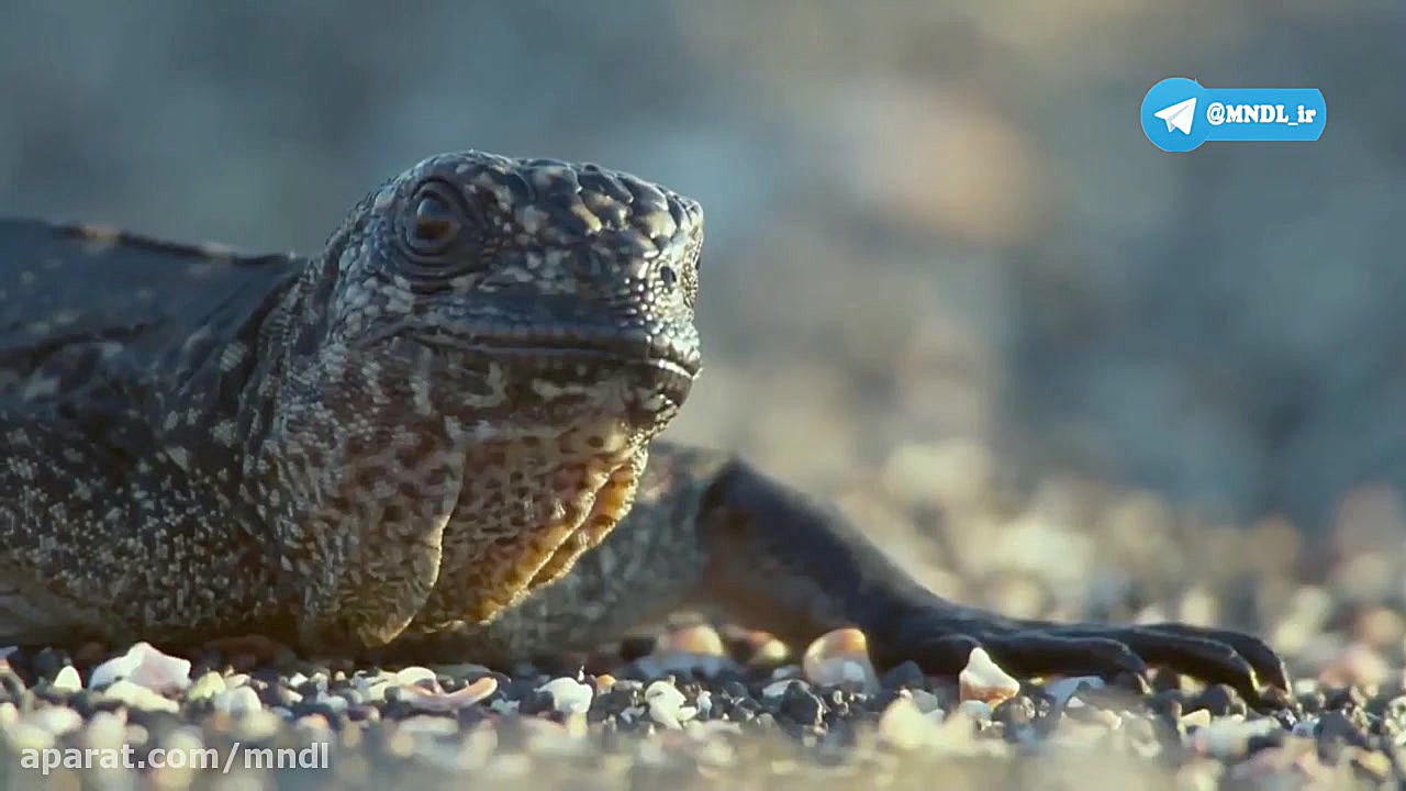 مستند زمین: یک روز شگفت انگیز با دوبله فارسی زمان160ثانیه