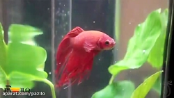 آکواریوم جادویی Fun Fish پازیل...