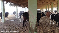 سیستم مه پاش گاوداری | رطوبت س...