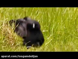 ساندویچ پانل قیمت  ساندویچ پان...