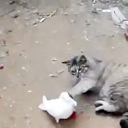 دوستی گربه و کفتر