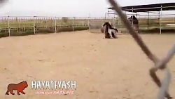 جفت گیری شتر مرغ(عالیه ببینید)