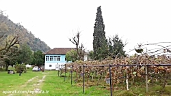 میوه کیوی : گزارشی از باغ هیجا...