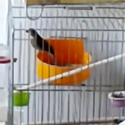 سینه سرخ مست