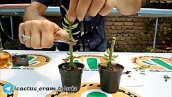 آموزش پیوند زدن جوانه کاکتوس ر...