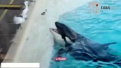 شکار پرنده توسط نهنگ قاتل