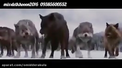 میکس گرگ و میش با اهنگ گرگ پدر...