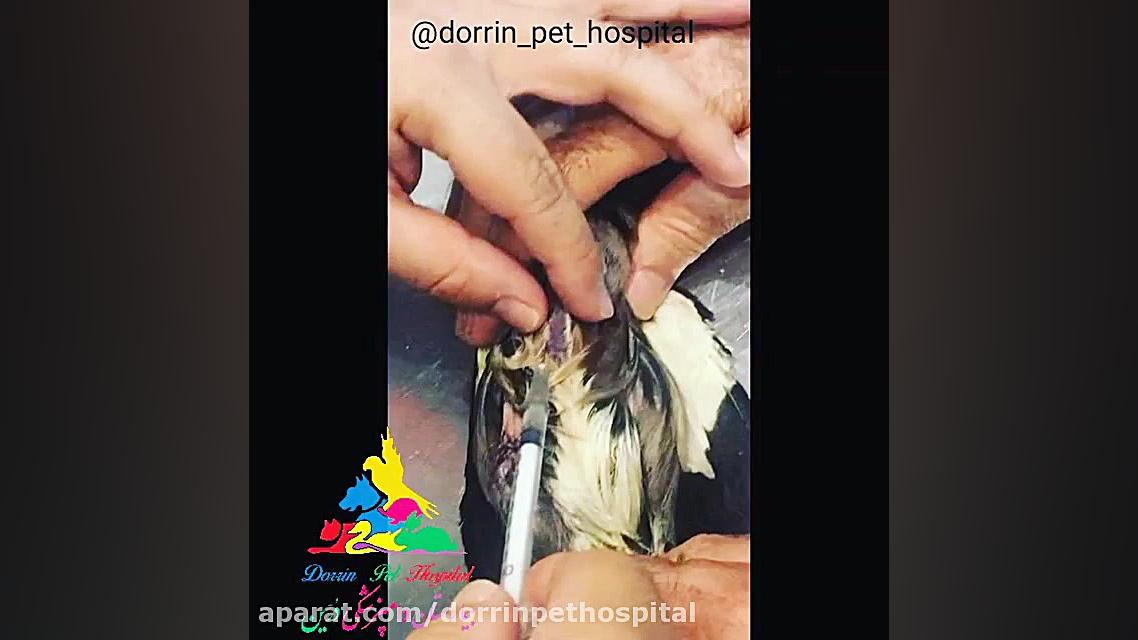 معاینه مرغ مینا و مشکلات کبدی بیمارستان دامپزشکی درین ارتودنسی