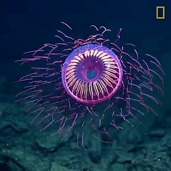 از دیدن این عروس دریایی تازه ک...