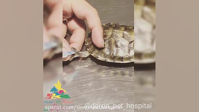 تزریق به لاک پشت در بیمارستان دامپزشکی درین عصب‌کشی