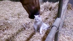 دوستی باورنکردنی اسب و گربه