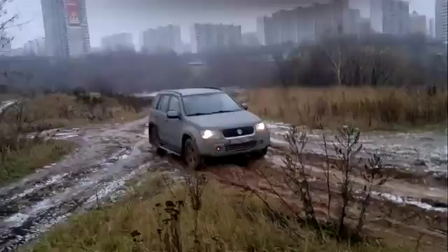 Suzuki Grand Vitara In Situ Hybridization
