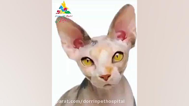گربه نژاداسفینکس(گربه های بی مو) در دامپزشکی درین جراحی پف زیر چشم