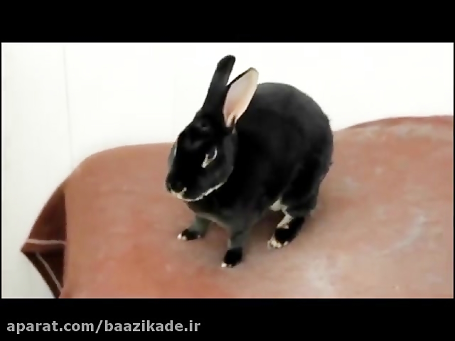 زوزه خرگوش