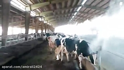 رطوبت ساز گاوداری ، مه پاش گاو...