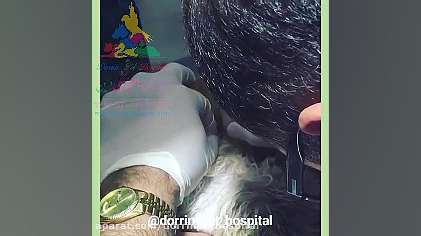 رفع انسداد مجاری ادراری گربه در دامپزشکی درین ترمیم ونیر