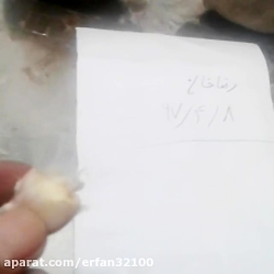 تست جیوه لانه خفاش