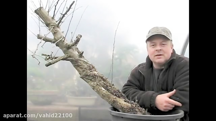 Bonsai Techniques Air Layering