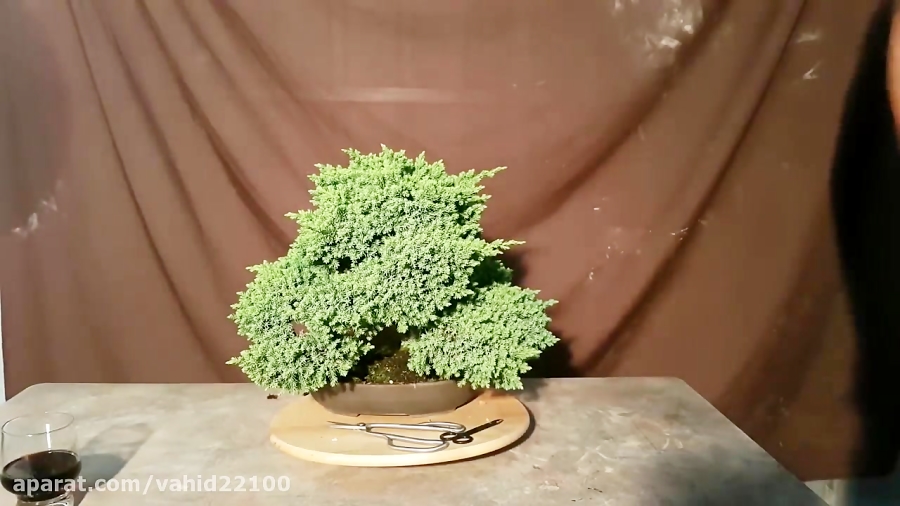 How to trim Juniper bonsai. Aussie Bonsai Bloke