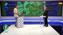 کسب و کار «کاشت درخت پالونیا» در تلوزیون معرفی شد