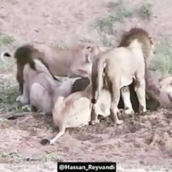 چرا شیر سلطان جنگل است!!