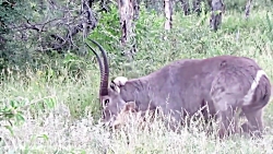 بز کوهی در مقابل شیر