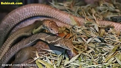 فیلم جفت گیری مارهای کبری