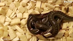 فیلم جفت گیری و زایمان مار