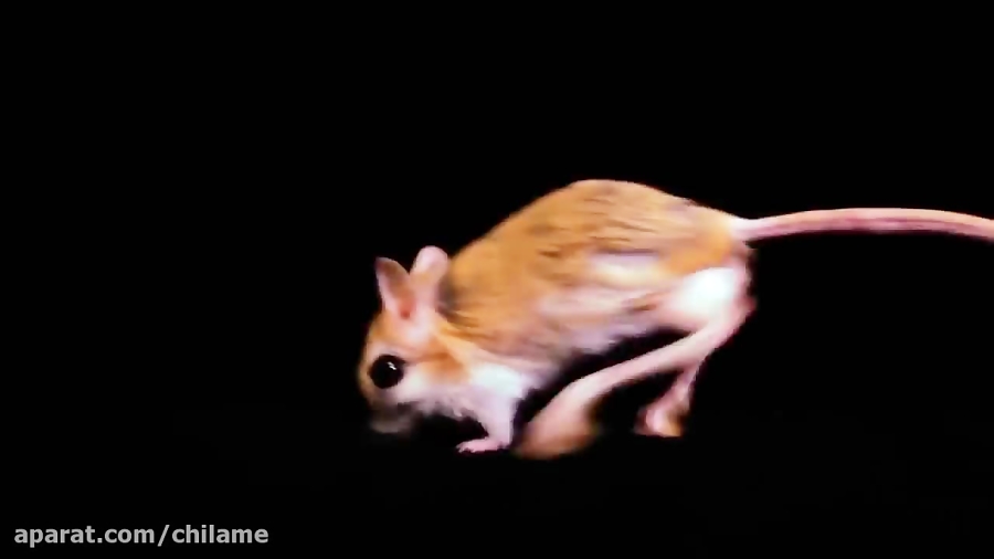pics of kangaroo rat image of kangaroo rat
