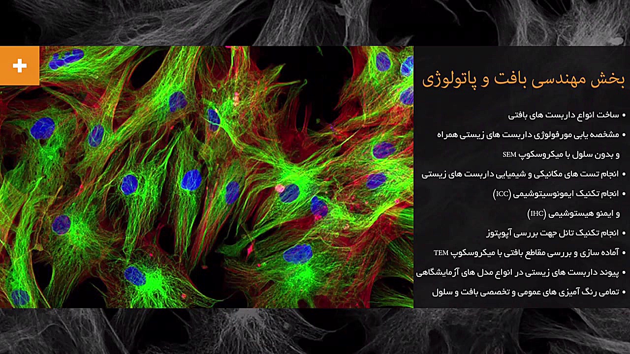 لیست خدمات شركت فناوری سلول و بافت ژین آزما ترمیم لبخند لثه‌ای