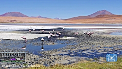 عجایب حیات وحش آمریکای جنوبی