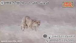 حمله حیوانات حمله حیوانات