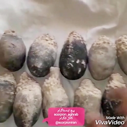 لانه خفاش و چگونگی آن