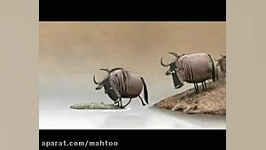 رفلکسو ببین حرکت سلولی ... تمساحه یا چوب خشک؟ خخخ زیبایی پوست