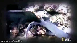 مارماهی رنگین یکی از مرگ بارتر...