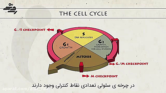 یک ژن سرطان زا در بدن انسان ابمابوسیکلیب
