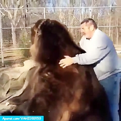 دوستی عجیب مرد شجاع با خرس گری...