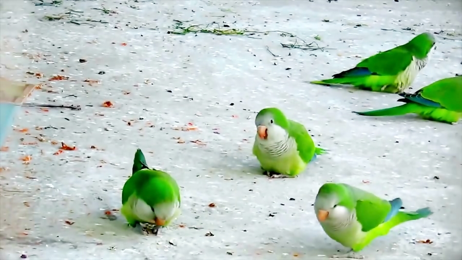 Top 10 Most Popular talking pet Birds Talking Parrots